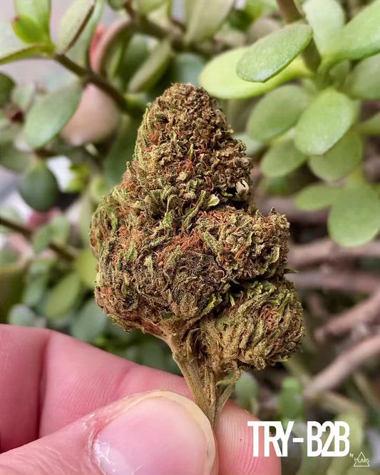 “Orange Bud” Flowers (2g Sample)