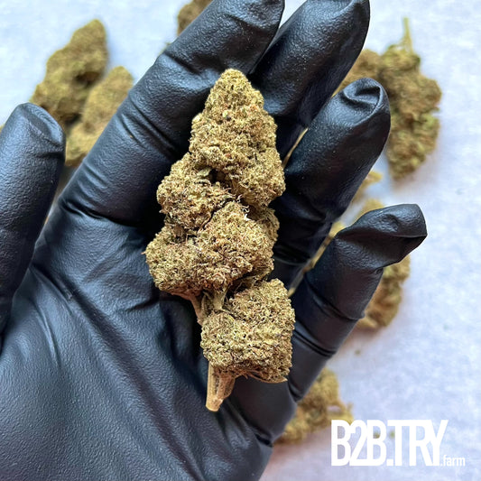 “Space Cookies” CBD Flowers | (2g Sample)